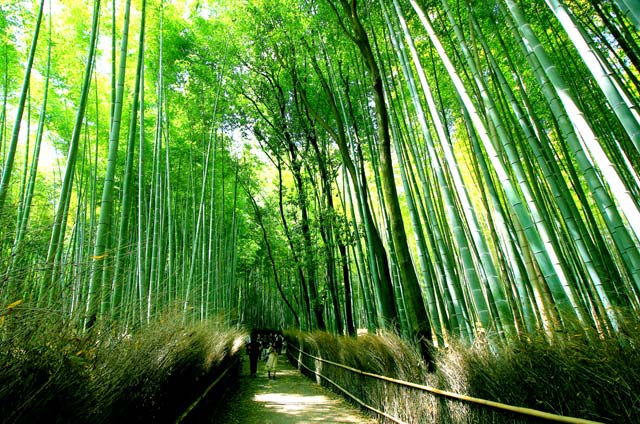 Arashiyama Bamboo Grove Kyoto